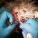 Base veterinarians care for Offutt's furry friends