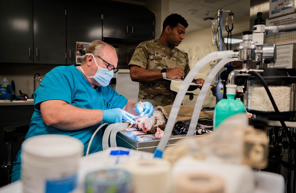Base veterinarians care for Offutt's furry friends