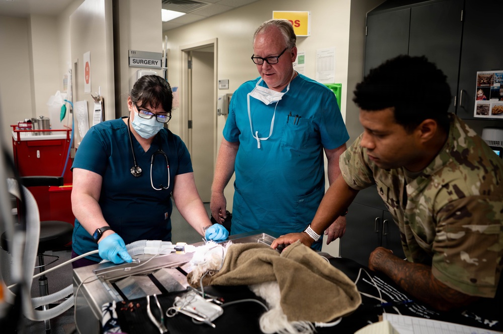 Base veterinarians care for Offutt's furry friends