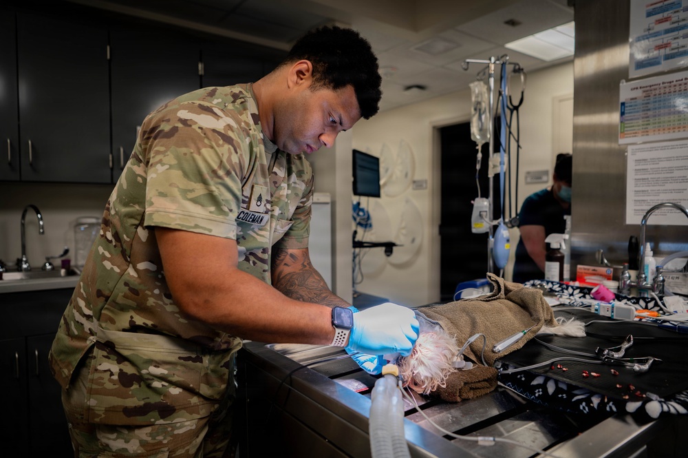 Base veterinarians care for Offutt's furry friends