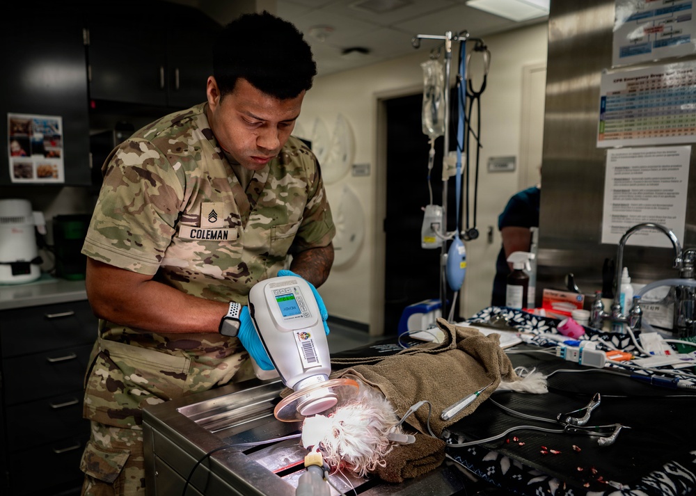 Base veterinarians care for Offutt's furry friends