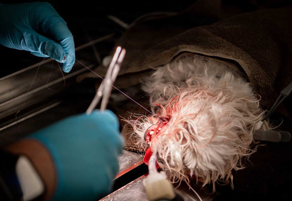 Base veterinarians care for Offutt's furry friends