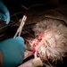 Base veterinarians care for Offutt's furry friends