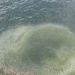USACE innovations increase fish survivability on the Snake and Columbia rivers