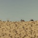 JTF-SB Marines, U.S. Border Patrol saddle-up during interagency training