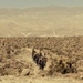 JTF-SB Marines, U.S. Border Patrol saddle-up during interagency training