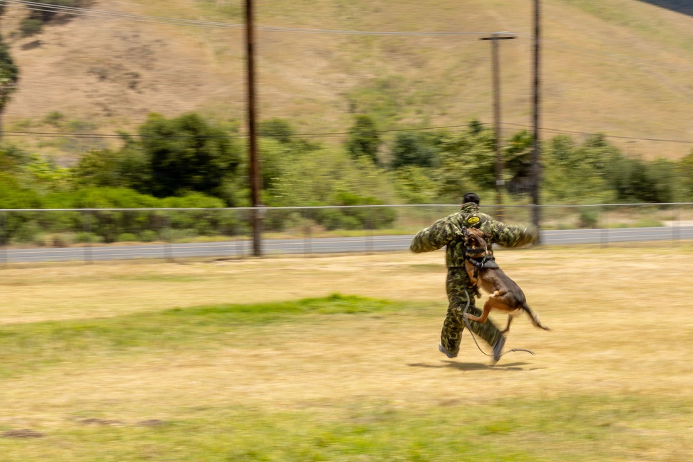 U.S. Marines with 1st Bn., 11th Marine regiment participate in Family Day