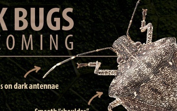 Stink bugs are coming: Invasive species have few natural predators in Maryland
