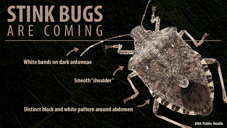 Stink bugs are coming: Invasive species have few natural predators in Maryland