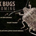 Stink bugs are coming: Invasive species have few natural predators in Maryland