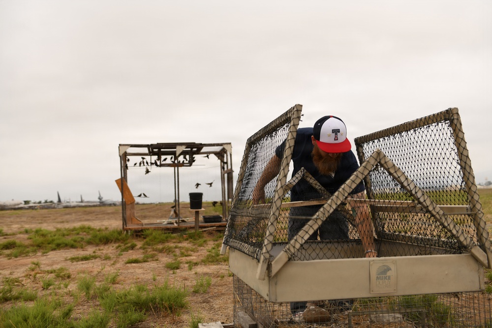 Cleared for Takeoff: Wildlife Biologists mitigate wildlife hazards at March
