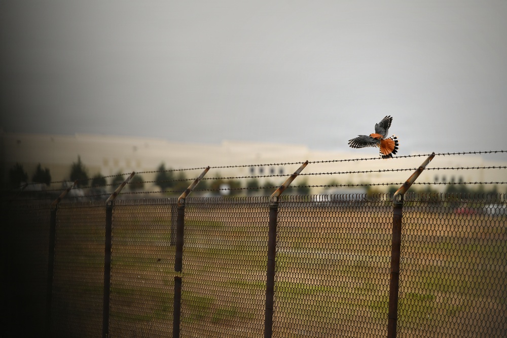 Cleared for Takeoff: Wildlife Biologists mitigate wildlife hazards at March