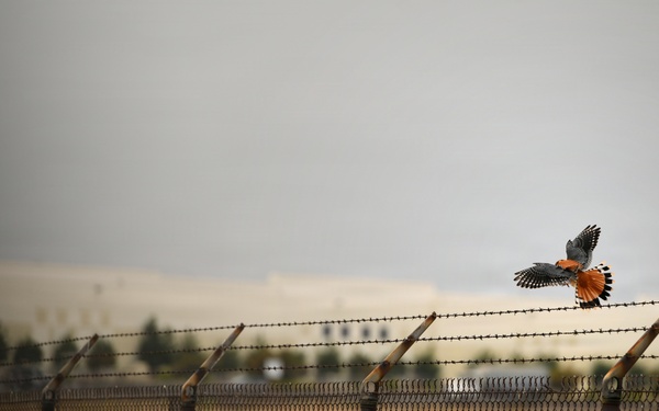 Cleared for Takeoff: Wildlife Biologists mitigate wildlife hazards at March