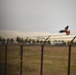 Cleared for Takeoff: Wildlife Biologists mitigate wildlife hazards at March