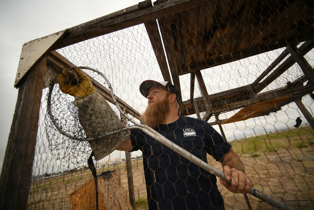 Cleared for Takeoff: Wildlife Biologists mitigate wildlife hazards at March