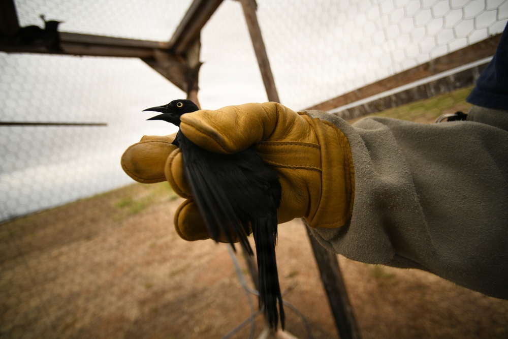 Cleared for Takeoff: Wildlife Biologists mitigate wildlife hazards at March