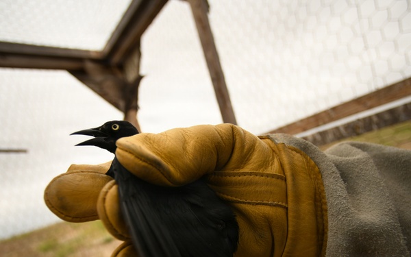 Cleared for Takeoff: Wildlife Biologists mitigate wildlife hazards at March