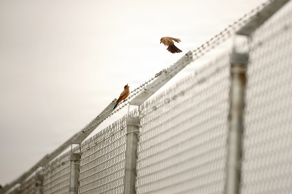 Cleared for Takeoff: Wildlife Biologists mitigate wildlife hazards at March