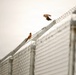 Cleared for Takeoff: Wildlife Biologists mitigate wildlife hazards at March