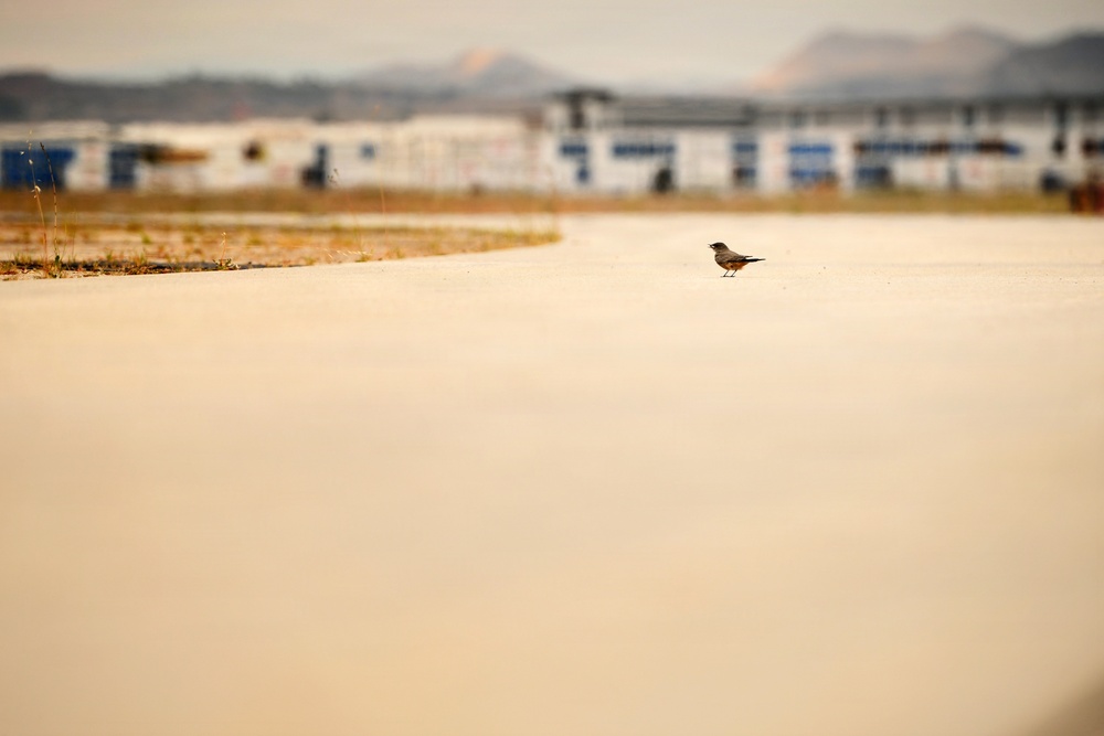Cleared for Takeoff: Wildlife Biologists mitigate wildlife hazards at March