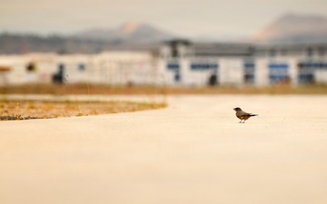 Cleared for Takeoff: Wildlife Biologists mitigate wildlife hazards at March