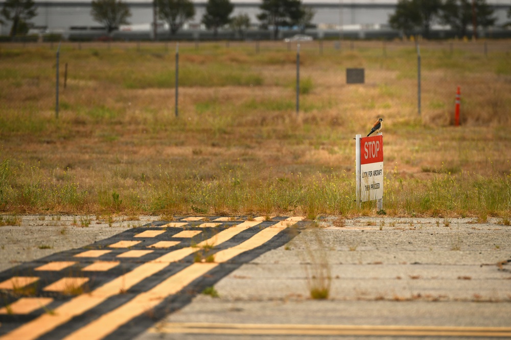 Cleared for Takeoff: Wildlife Biologists mitigate wildlife hazards at March