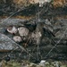 Lima company conducts endurance course