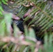 Air Force Special Tactics Airmen Complete Field Training in Warrenton, OR
