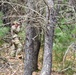 A person in military camouflage uniform and cap is positioned among trees in a wooded area, using binoculars or a similar optical device to observe something in the distance. The individual appears to be conducting reconnaissance or surveillance from a concealed position within the tree line. The forest setting provides natural cover with pine and bare-branched trees surrounding the subject.