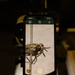 Bugapalooza 2026