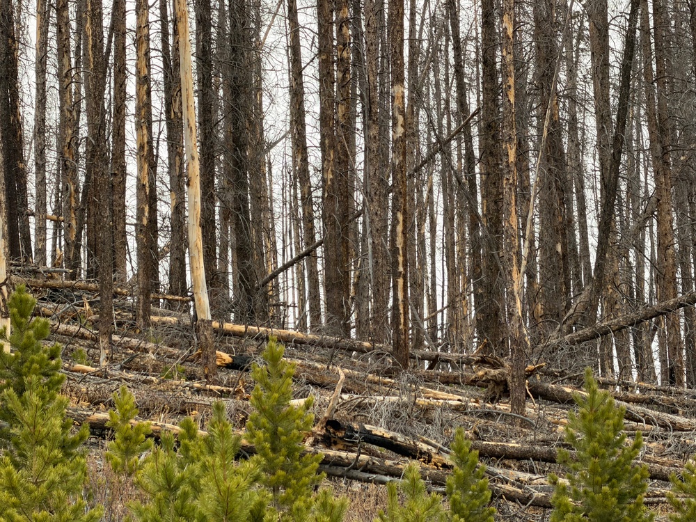 Uncrewed Aircraft System Evaluates Post-Fire Reforestation