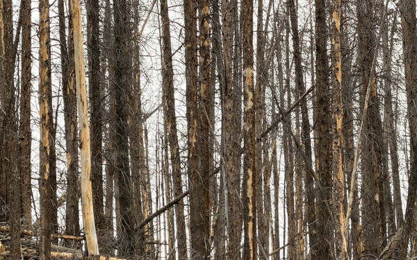 Uncrewed Aircraft System Evaluates Post-Fire Reforestation
