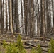 Uncrewed Aircraft System Evaluates Post-Fire Reforestation