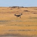 Oregon engineers breach wire obstacle with drone-delivered Bangalore