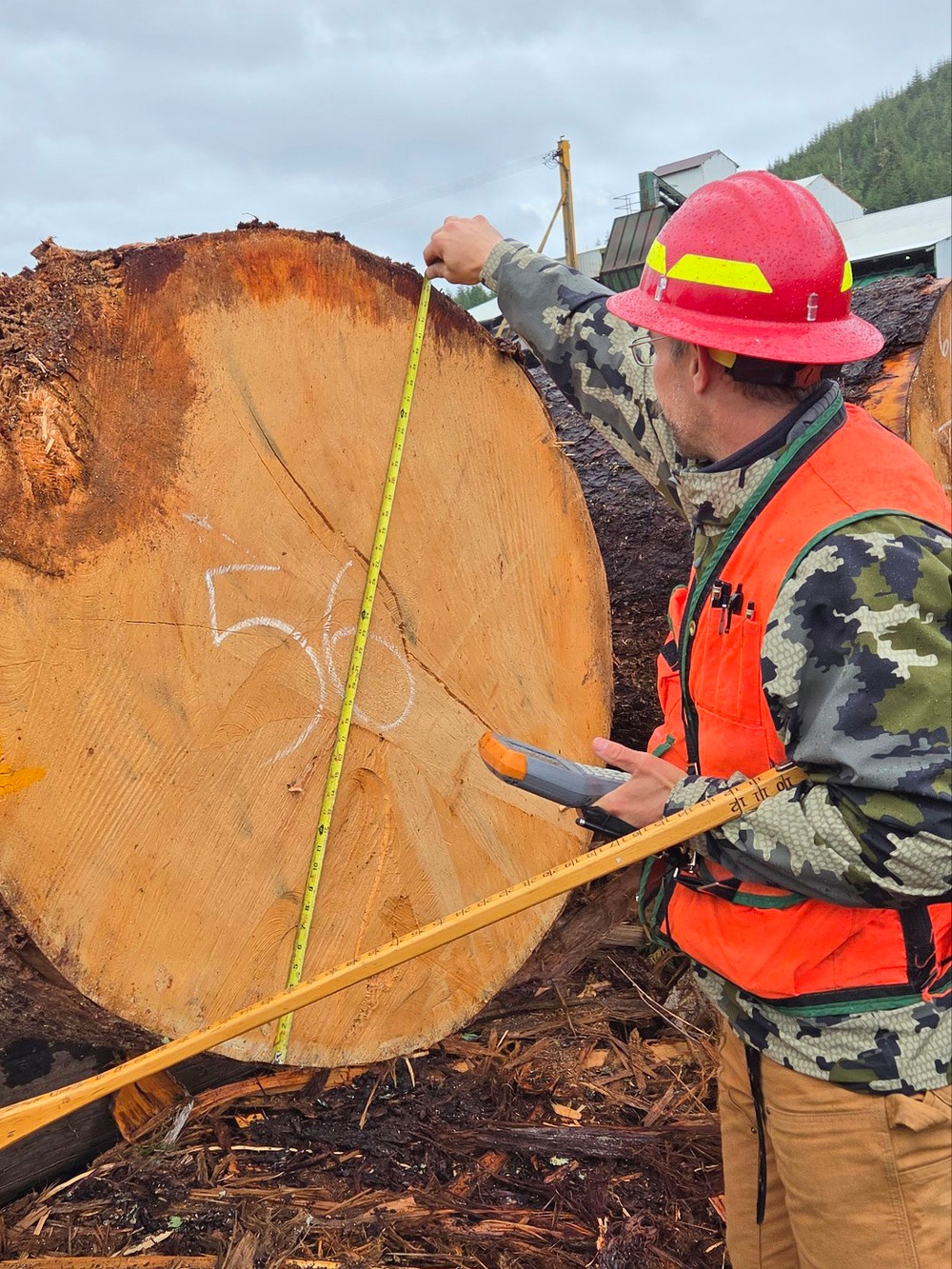 Honker Heli Timber Sale Log Scaling Inspection