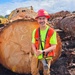 Honker Heli Timber Sale Log Scaling Inspection