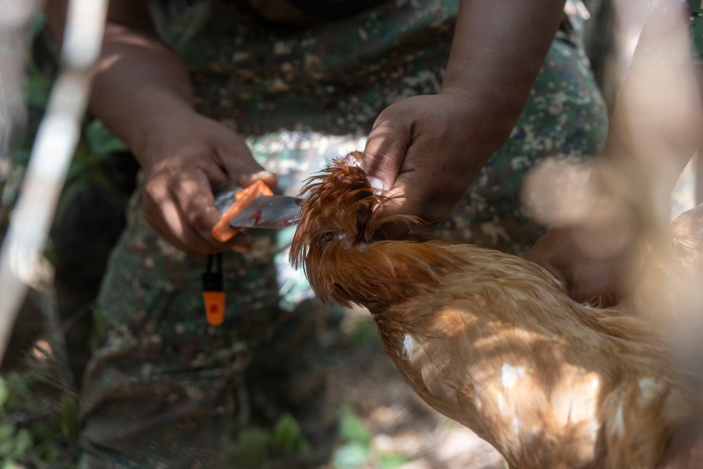 A person wearing camouflage clothing is handling a live chicken, appearing to administer some form of treatment or vaccination using a small tool with an orange handle. The bird has golden-brown feathers and is being held at the head area. The setting appears to be an outdoor, shaded environment with vegetation visible in the background.