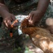 A person wearing camouflage clothing is handling a live chicken, appearing to administer some form of treatment or vaccination using a small tool with an orange handle. The bird has golden-brown feathers and is being held at the head area. The setting appears to be an outdoor, shaded environment with vegetation visible in the background.