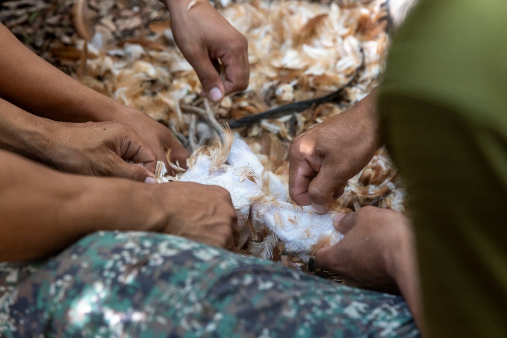 Multiple pairs of hands are engaged in plucking feathers from a bird carcass. The activity appears to be communal food preparation, with several people working together to remove feathers from what appears to be a poultry bird. A large quantity of brown and white feathers is scattered across the ground surface beneath the workers.