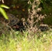 U.S., Philippine Marines participate in patrolling and ambush training during KAMANDAG 10