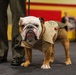 16th Annual Oorah Run Series: Chesty’s 5k