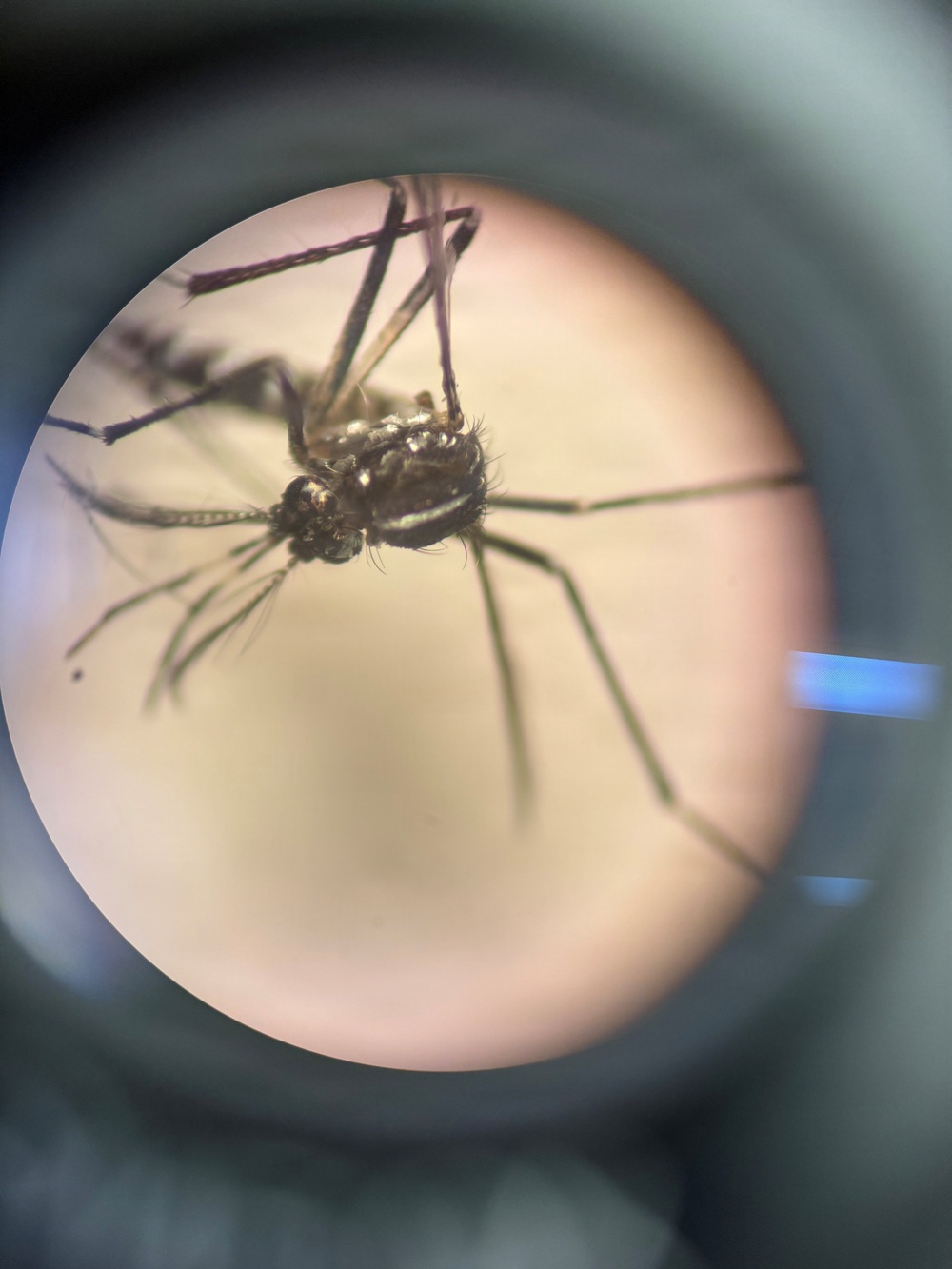 NAMRU SOUTH Tracks the Tiger Mosquito Invasion