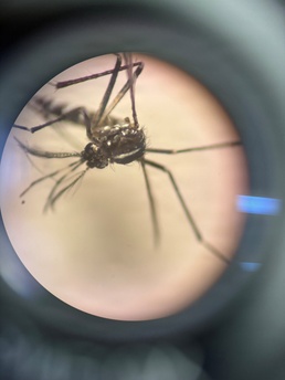 NAMRU SOUTH Tracks the Tiger Mosquito Invasion