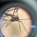 NAMRU SOUTH Tracks the Tiger Mosquito Invasion