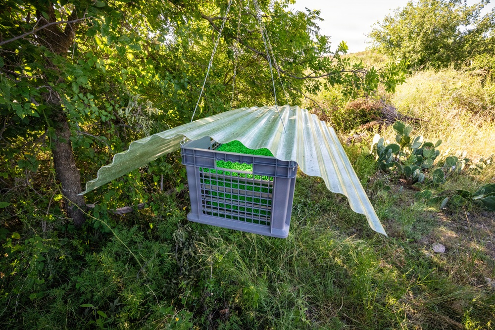A gray plastic milk crate filled with bright green material (likely artificial grass or green feed/bait) is suspended from a tree branch using wire or chain. A corrugated translucent plastic sheet is attached as a roof/cover over the crate, suggesting it is a makeshift feeder or wildlife station designed to protect contents from rain. The setup is located in a rural, brushy outdoor environment with trees, grass, and prickly pear cactus visible in the background.