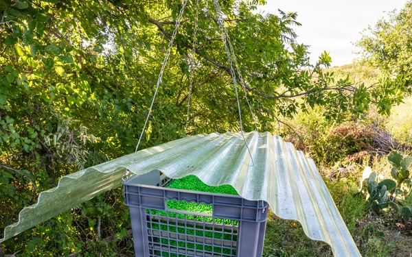 New World Screwworm Sterile Fly Ground Release Chamber Operations in Texas