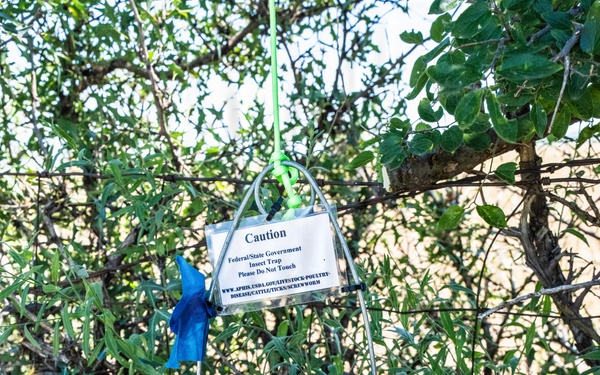 San Angelo Strike Team Uses Baited Sticky Lure Traps to Track Screwworm Activity in Texas
