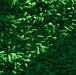 New World Screwworm Sterile Fly Ground Release Chamber Operations in Texas