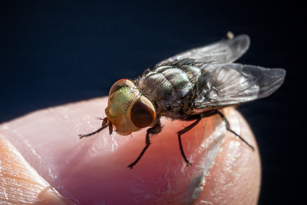 New World Screwworm Sterile Fly Ground Release Chamber Operations in Texas