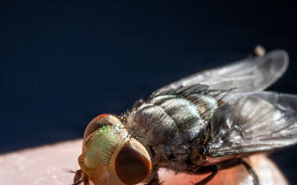 New World Screwworm Sterile Fly Ground Release Chamber Operations in Texas